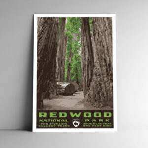 Redwood National Park Poster / Postcard